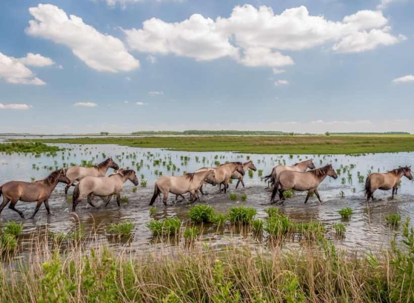 De Lauwersmeer Vogel mit eingezäuntem Garten Anjum Buitenkant foto