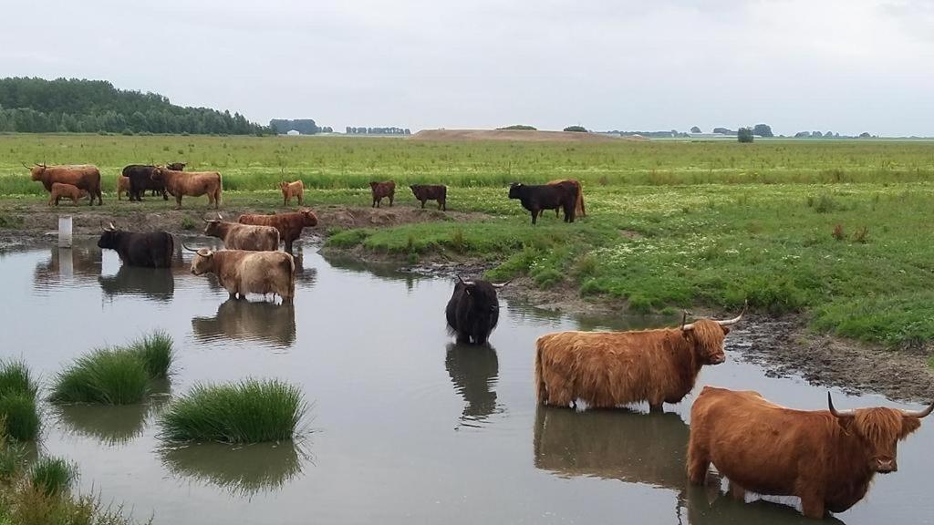 De Lauwersmeer Vogel mit eingezäuntem Garten Anjum Buitenkant foto